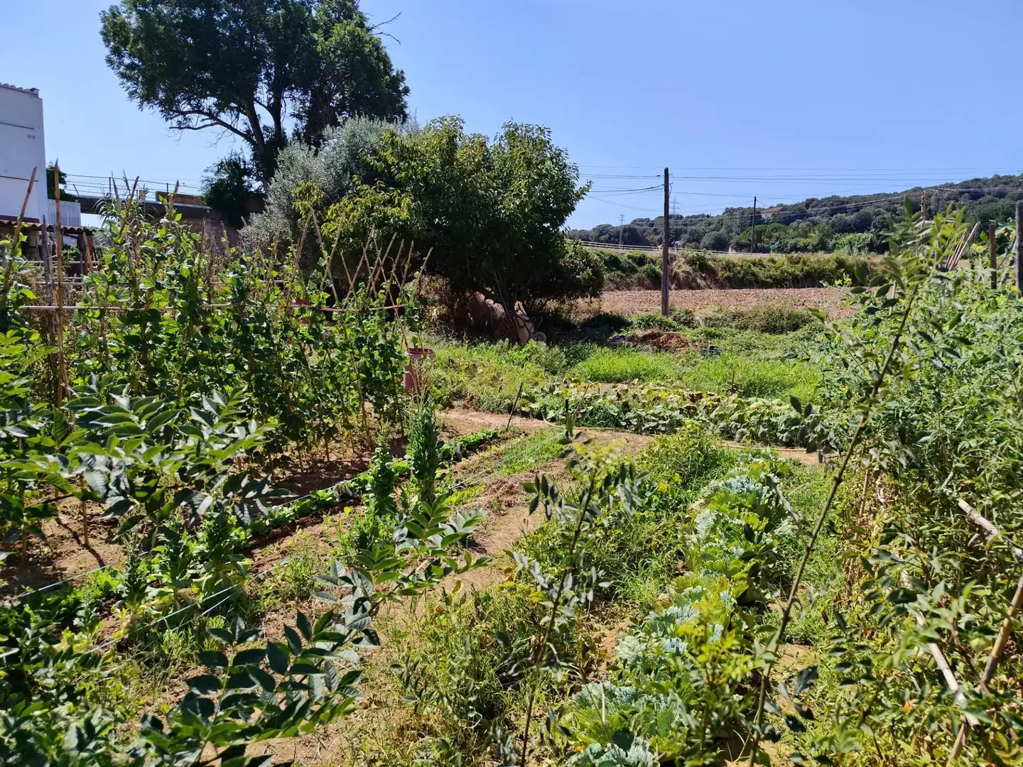 Casa con jardín en venta en Calle Miquel Marti i Pol, imagen 11