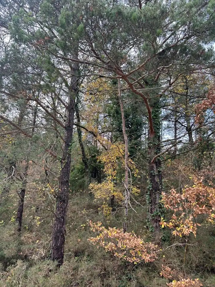 Land for sale in Kuartango