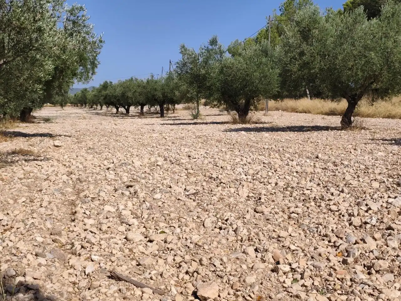 Terreno rustico in vendita a Castalla, imagen 20