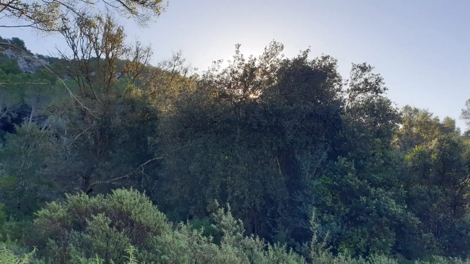 Rural land for sale in Sa Pobla, imagen 19