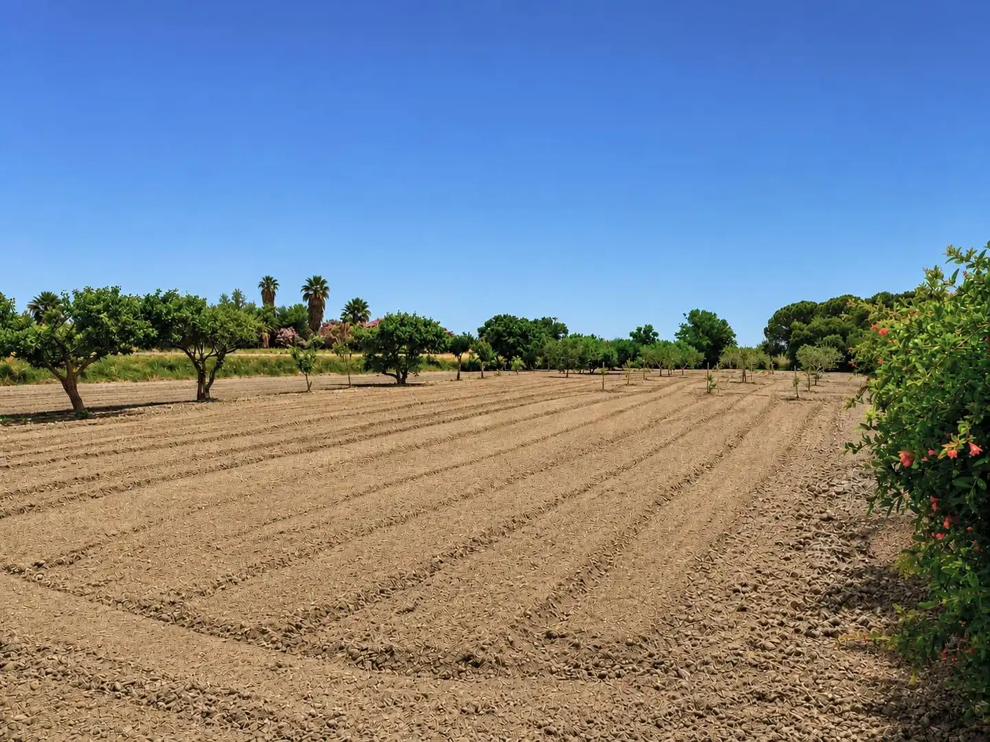 Finca rústica en venta en Amposta