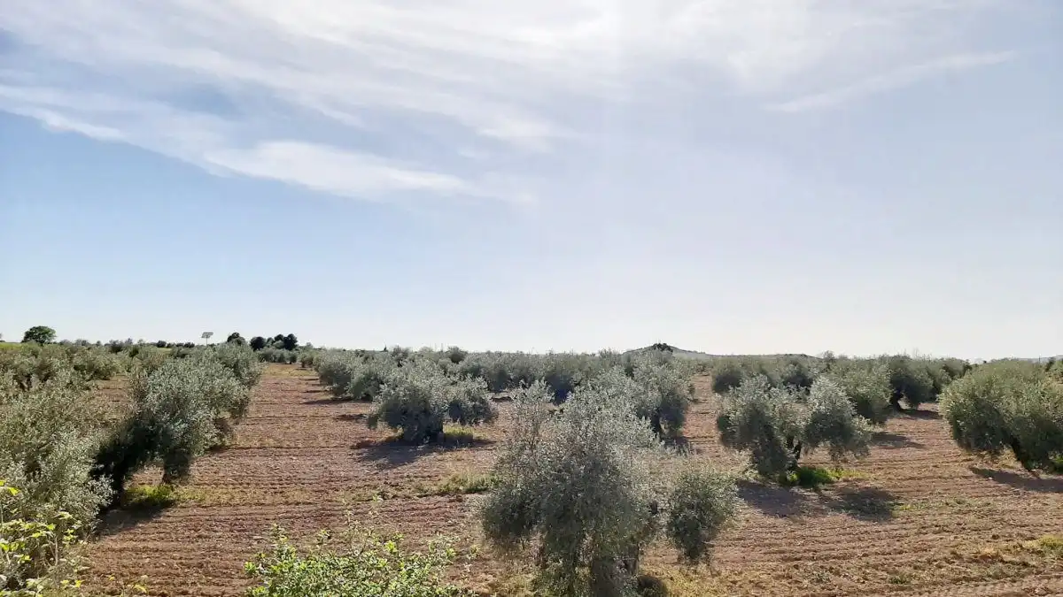 Casa rústica en venda a Valdepeñas, imagen 26