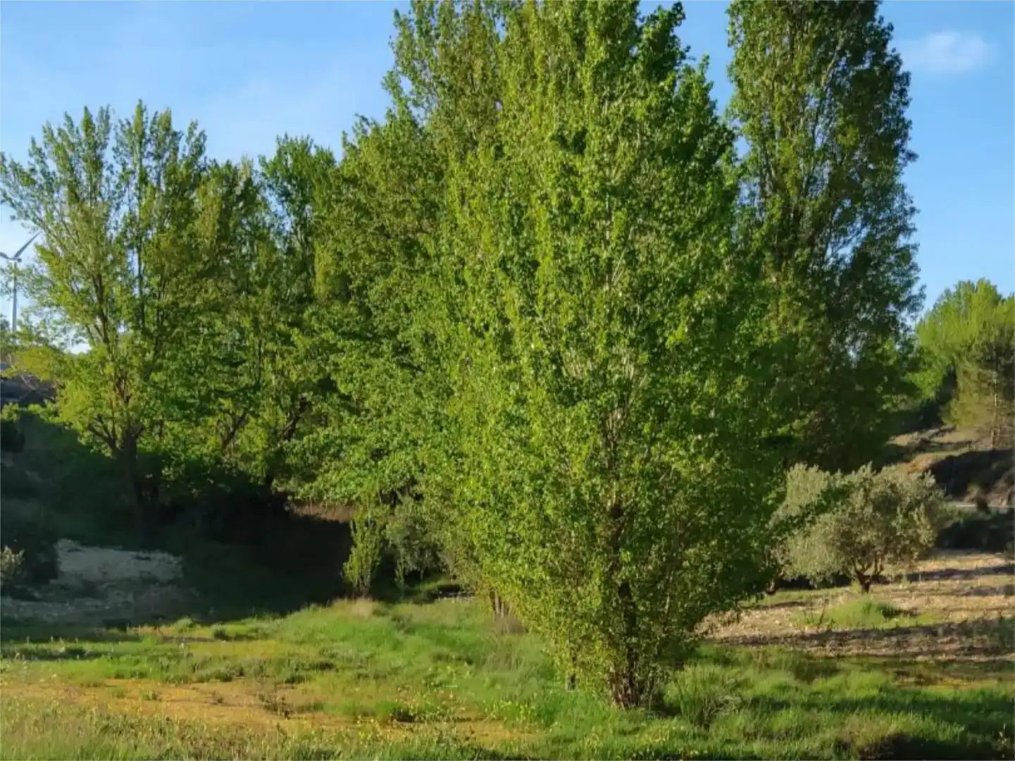 Finca rústica en venta en Higueruela, Albacete