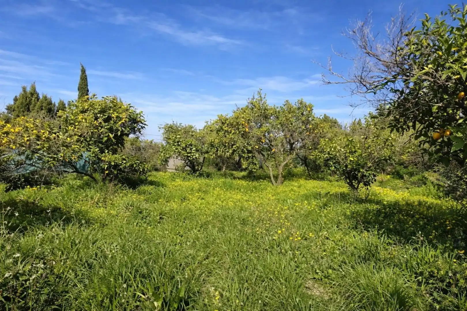 Rural land for sale in Carrer Trinquet 7, imagen 3