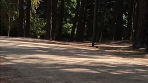 Foto 3 de Finca rústica en venda a Camino de Valdemaqueda, 66, Las Navas del Marqués , Ávila