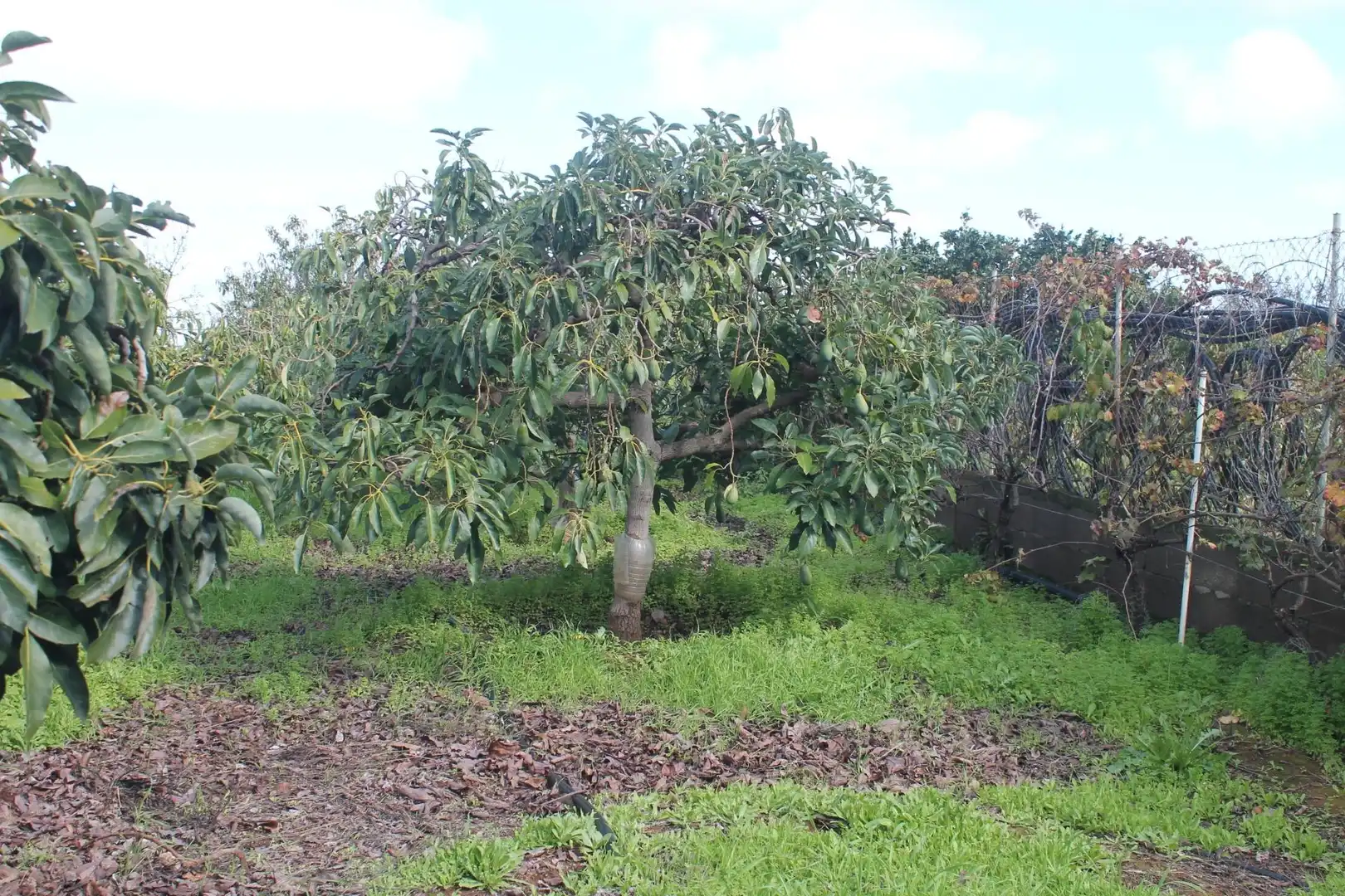 Terreny rústic en venda a Valsequillo de Gran Canaria, imagen 31
