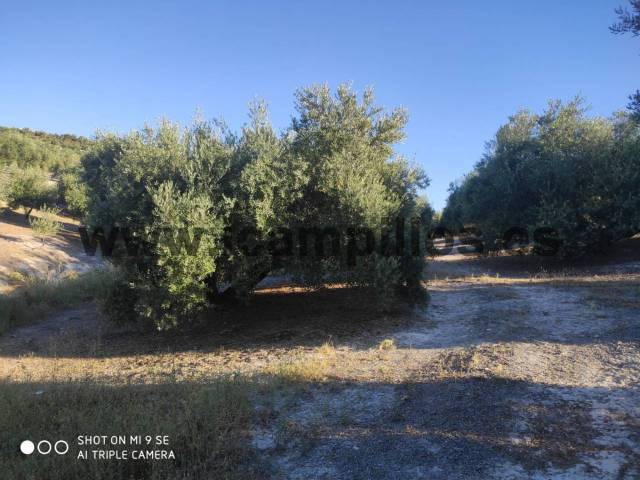 Terreno en Venta en TERMINO DE BAENA  en Baena