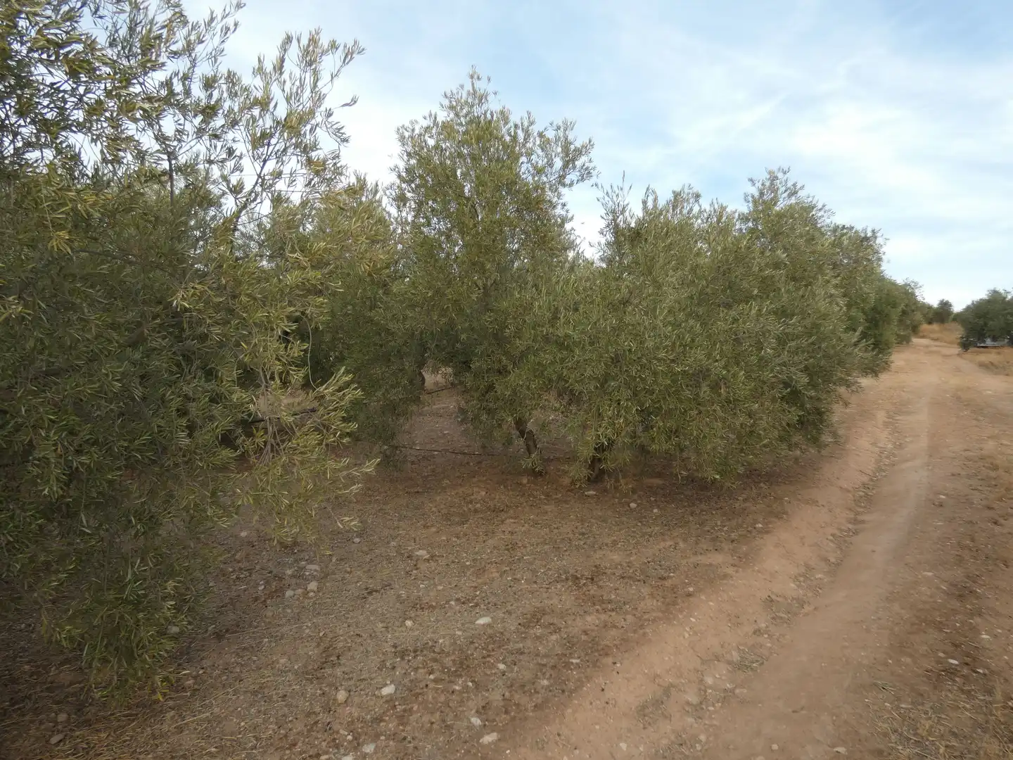 Terreni e lotti in vendita a Cogollos de la Vega, imagen 10