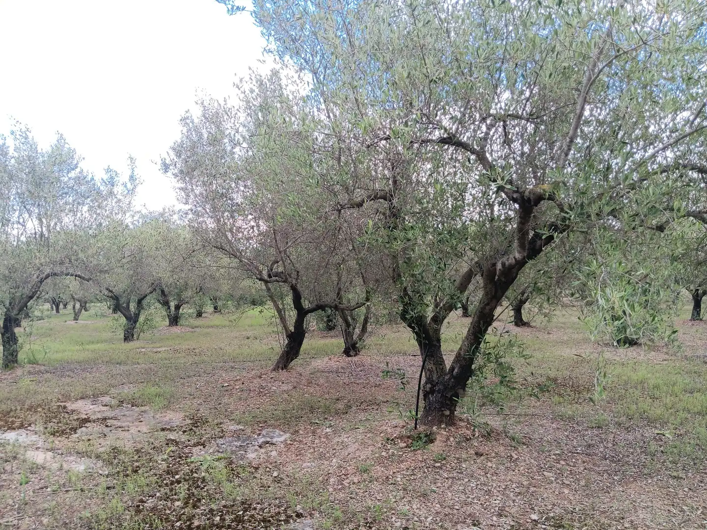 Casa o chalet en venta en Tortosa con Jardín privado