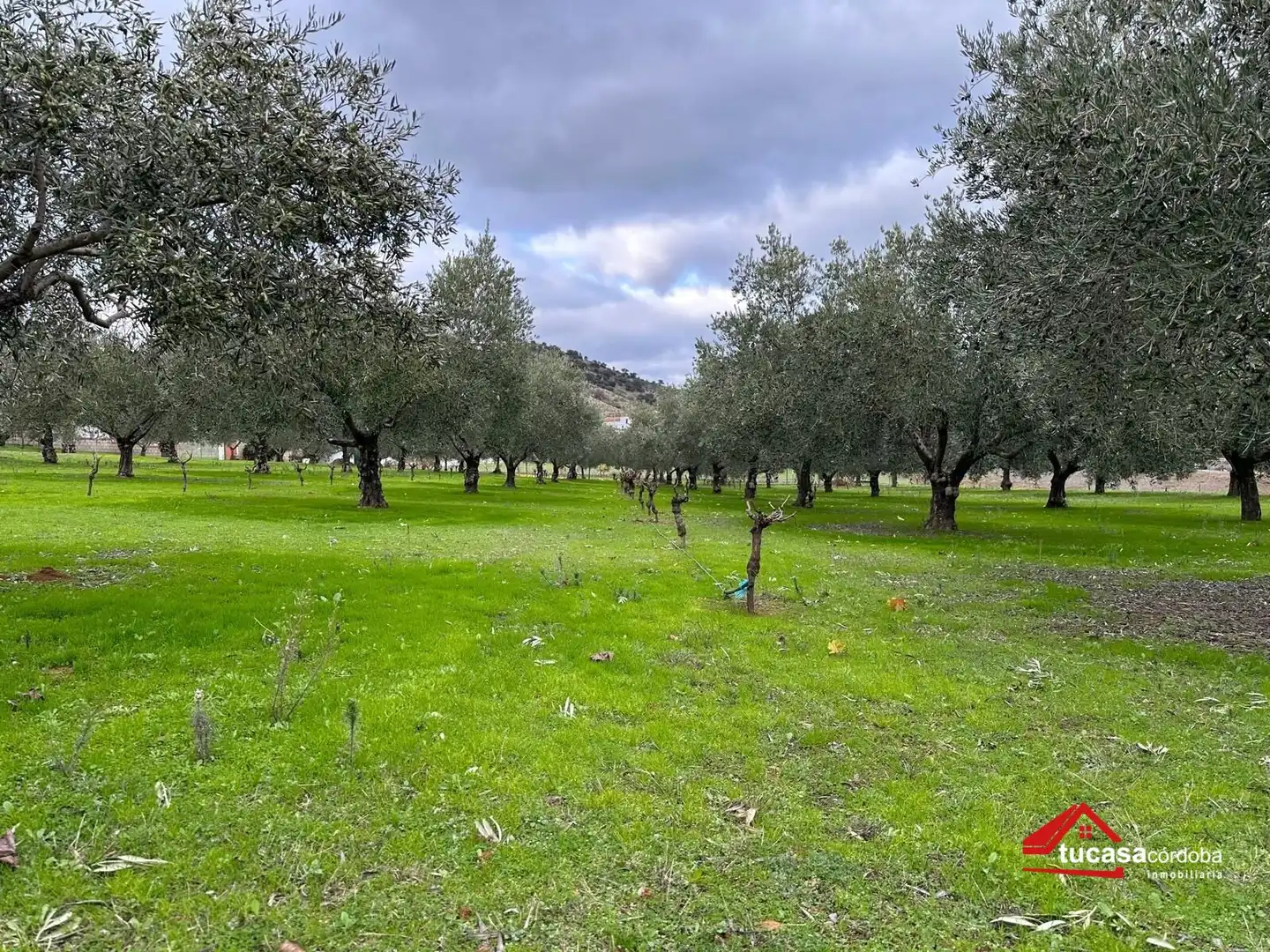 Terreno rustico in vendita a Villanueva del Rey, imagen 3