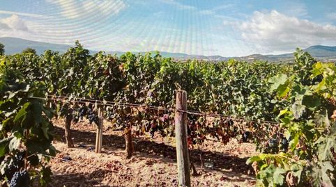 Finca Rustica en Entrena. 3600 metros, posibilidad de caseta de 20 metros., imatge 5