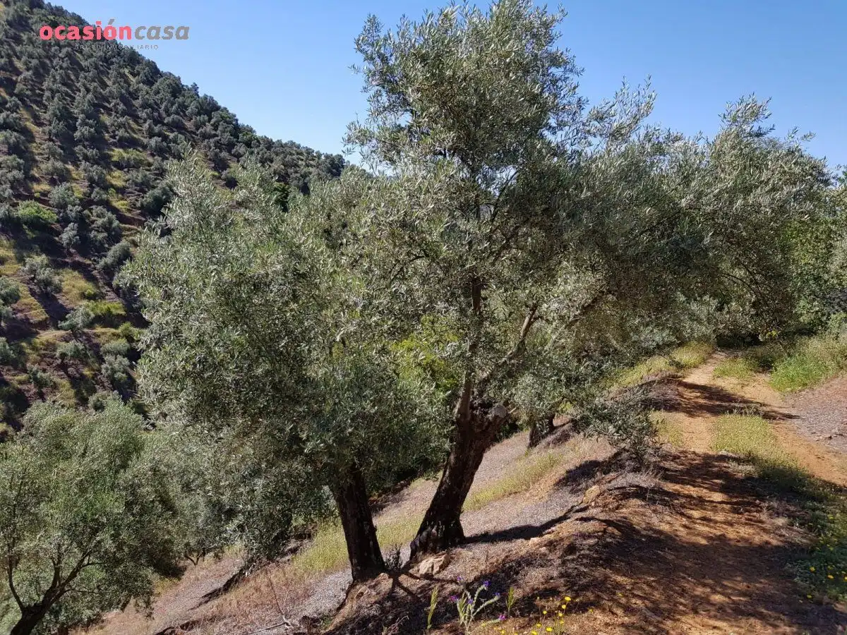 Jardín de Finca rústica en venta en Villanueva de Córdoba con Jardín privado, Trastero y Amueblado