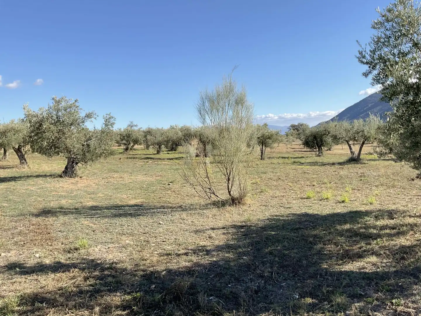 Land for sale in Padules