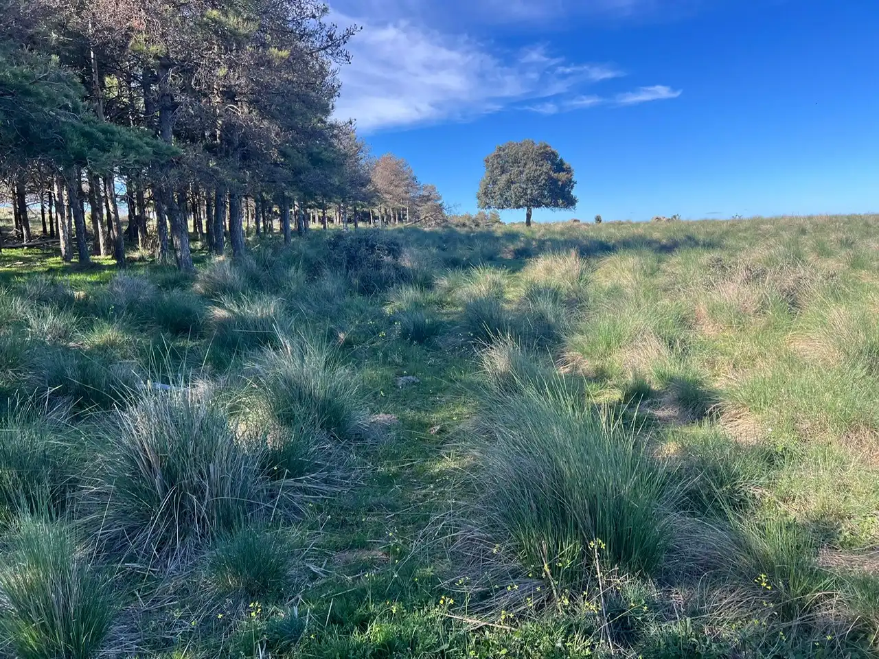 Terreni e lotti in vendita a Tornadizos de Ávila, imagen 18