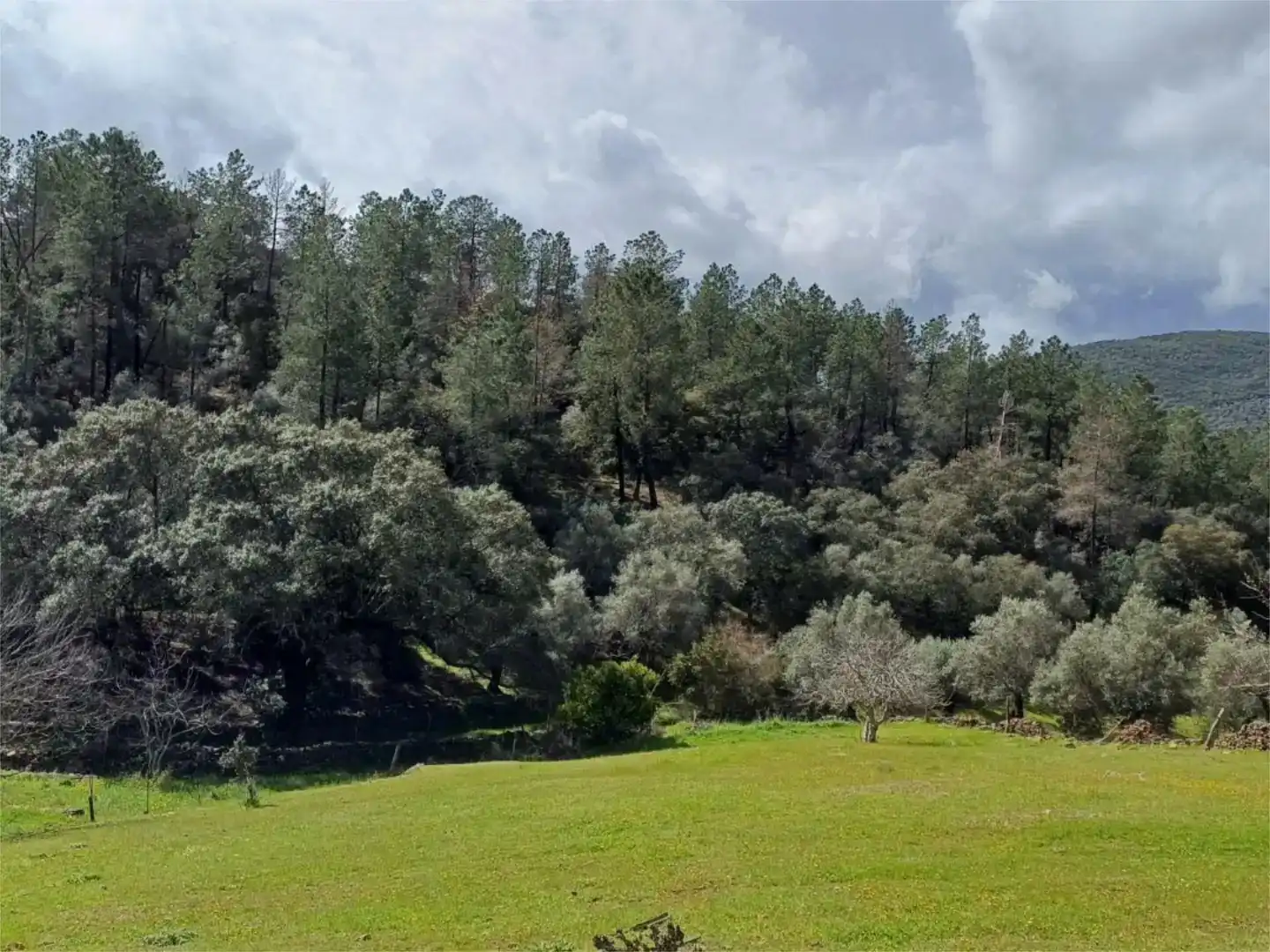 Finca rústica en venta en Fuentes de León