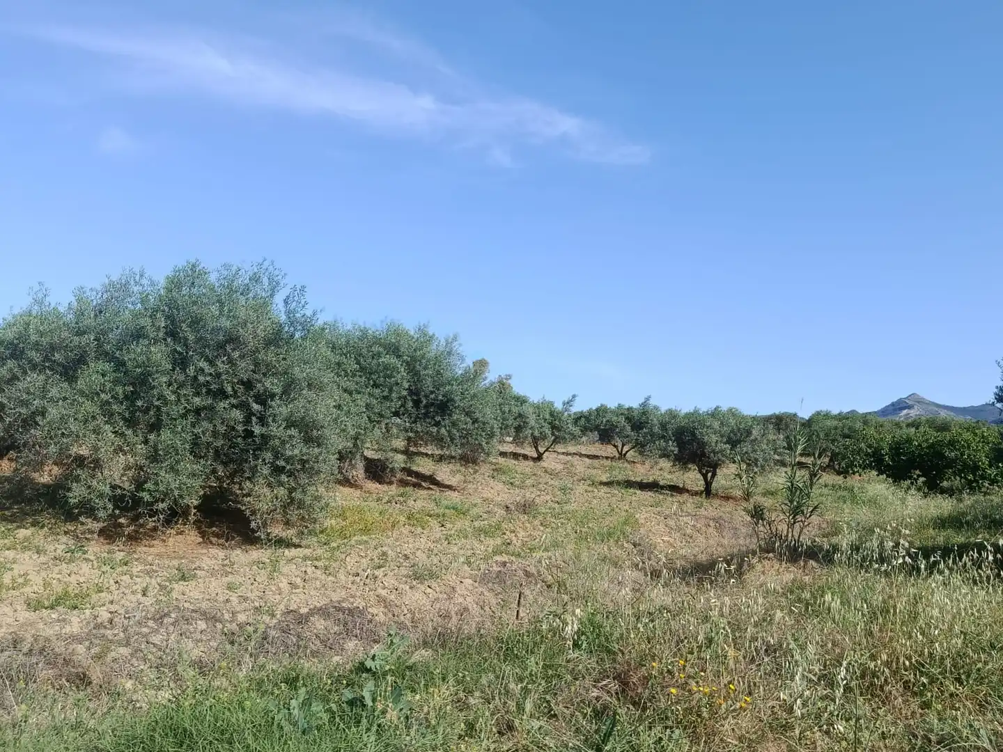 Terreni e lotti in vendita a Alquería - Torrealquería, imagen 13