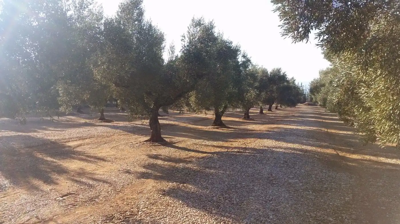 Terreno en venta en Ulldecona