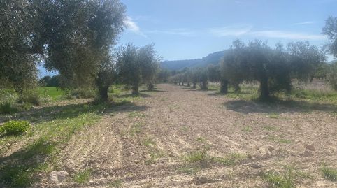 Paraíso Agrícola en la Sierra de Moratalla Almendros, Olivos y Vistas Únicas, immagine 3