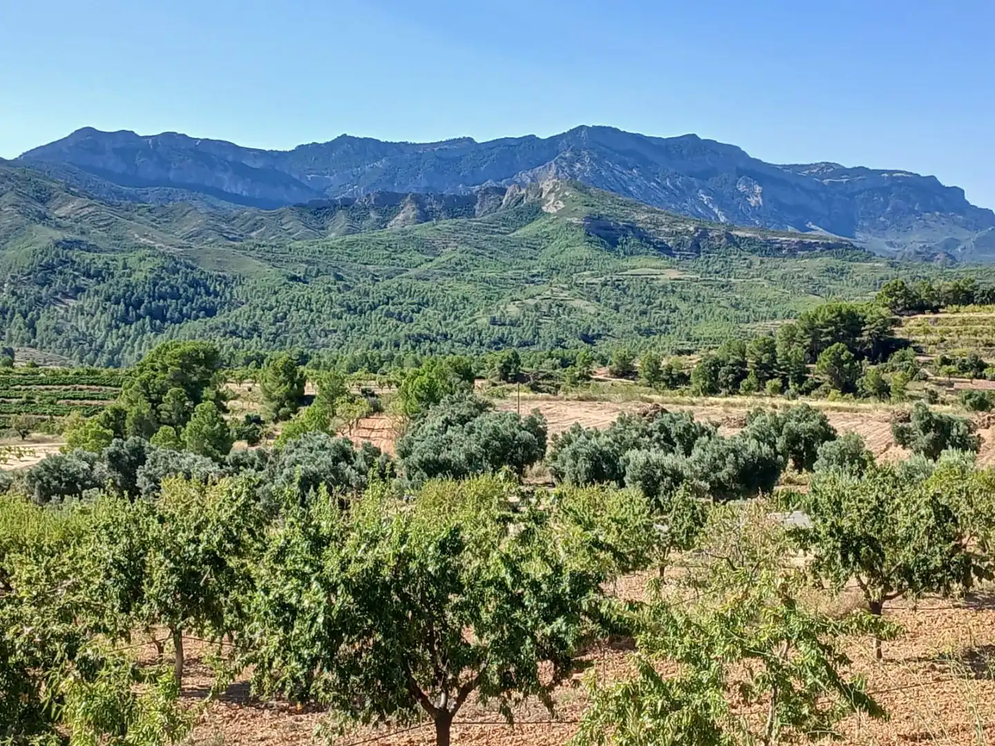 Rural land for sale in T334 13, imagen 4