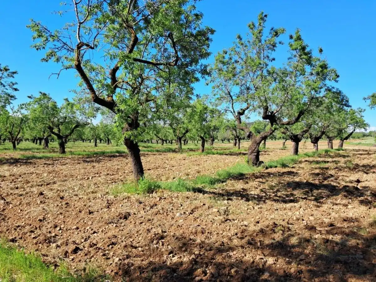 Rural land for sale in Horta de Sant Joan, imagen 9