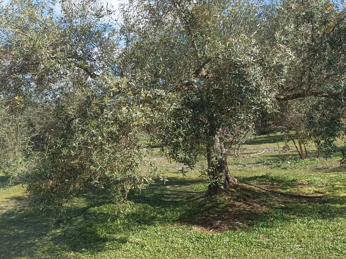 Garden of Land for sale in Villanueva del Rey