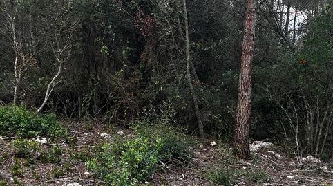 TERRENO AGRICOLA, immagine 4