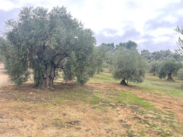 Terreno en Venta en Archidona