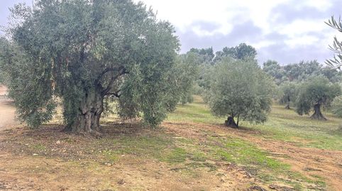 PARCELA RUSTICA EN LA ZONA DE LAS HUERTAS DEL RIO DE ARCHIDONA SALE A LA VENTA