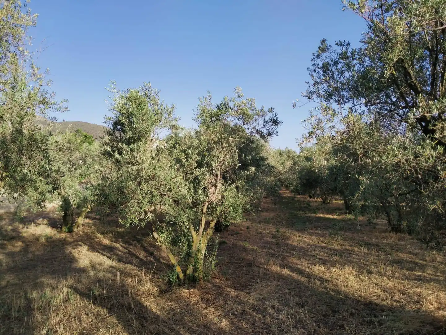 Residencial en venda a Nigüelas