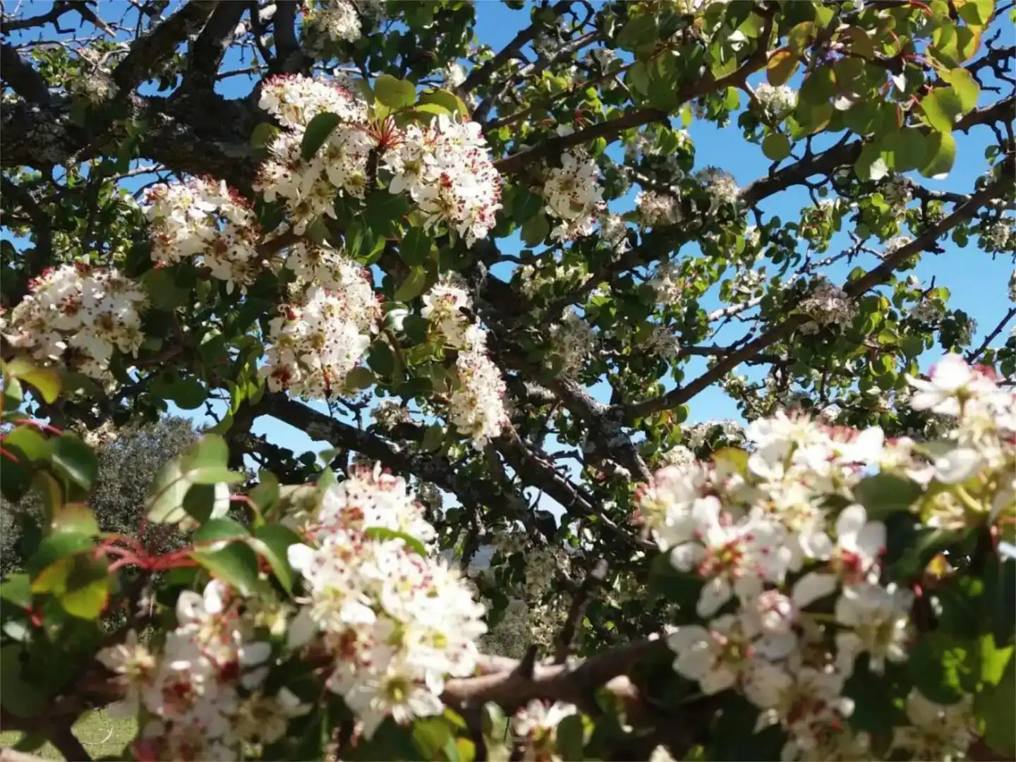 Jardín de Terreno en venta en Serradilla