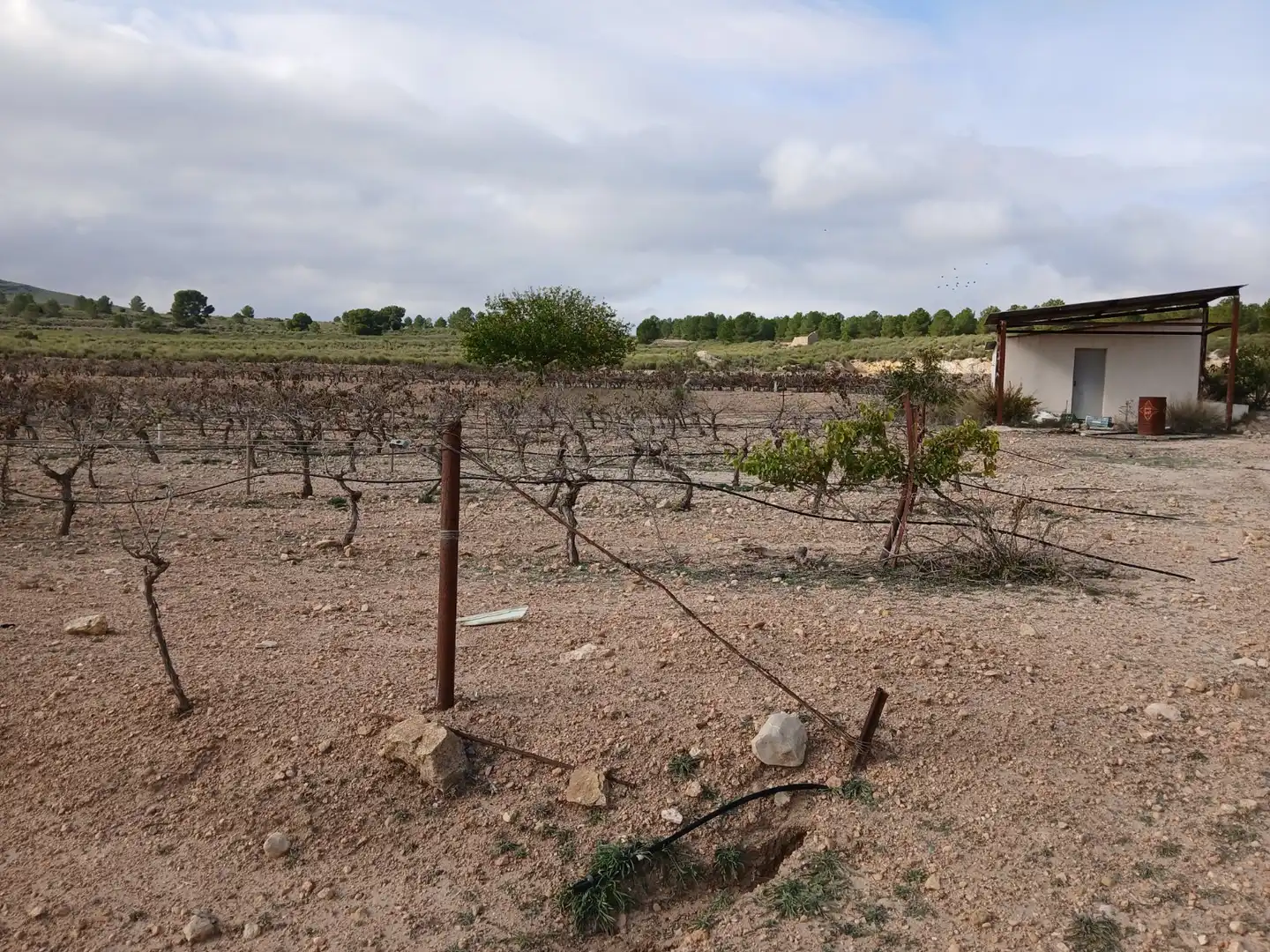 Residential land for sale in Yecla, imagen 26