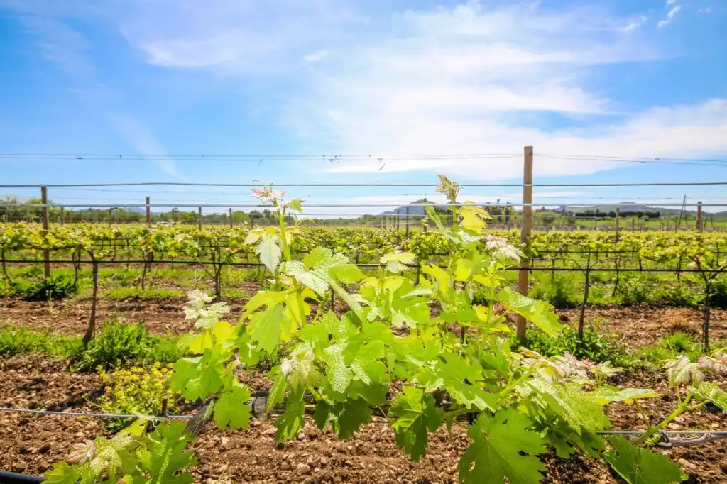 Jardí de Finca rústica en venda en Alcúdia amb Aire condicionat, Calefacció i Jardí privat