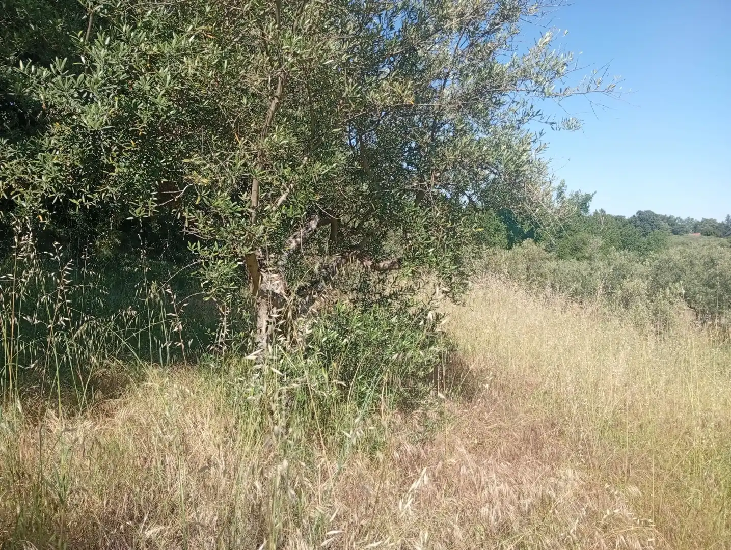 Maison à vendre à Villanueva de la Vera, imagen 74