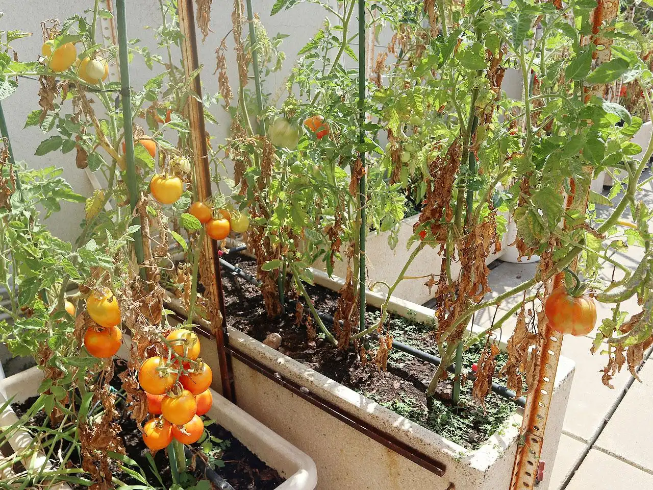 Jardí de Dúplex en venda en Alcanar amb Aire condicionat, Terrassa i Moblat