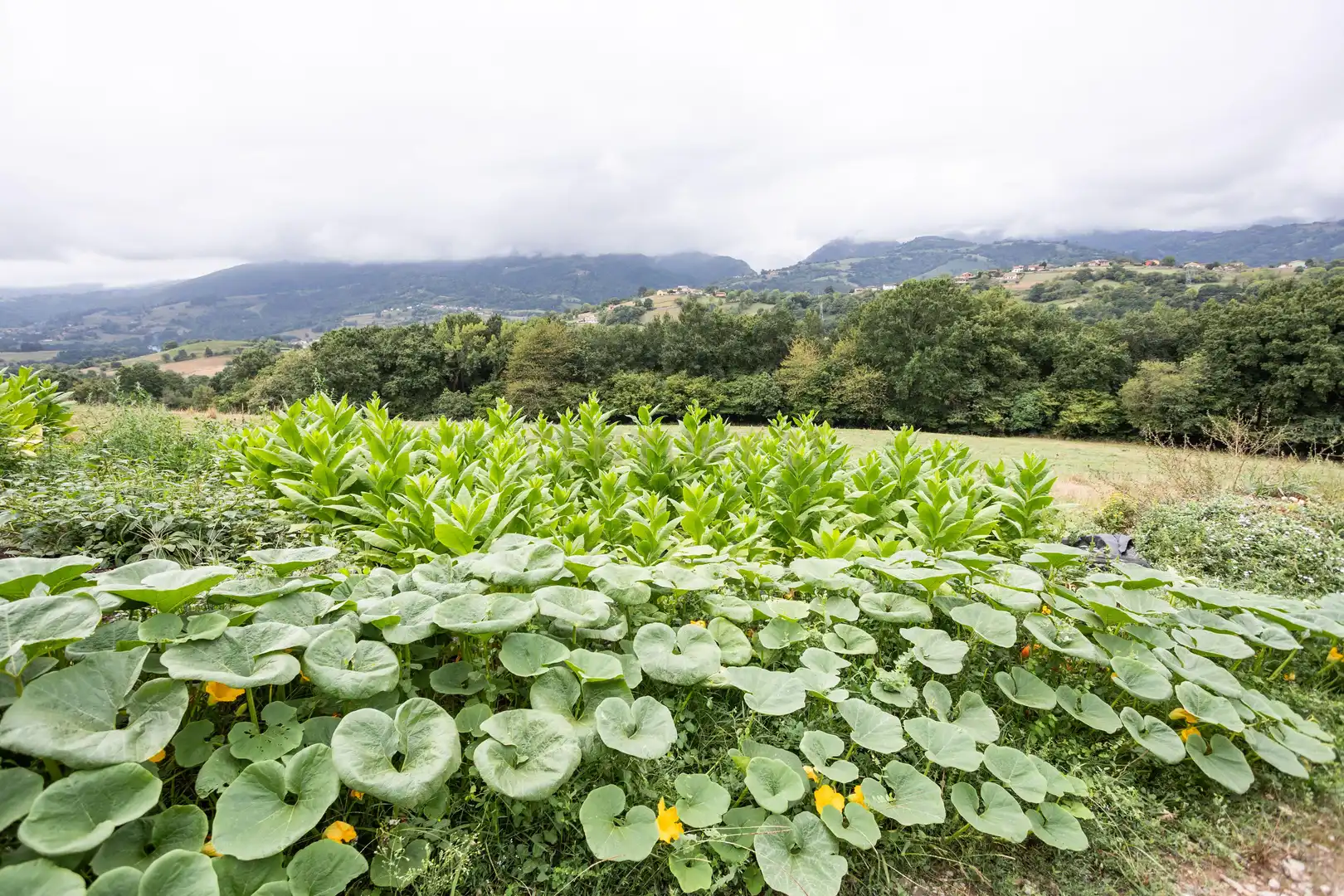 Maison à vendre à Sebares, Piloña, Asturias, Spain 28, imagen 52