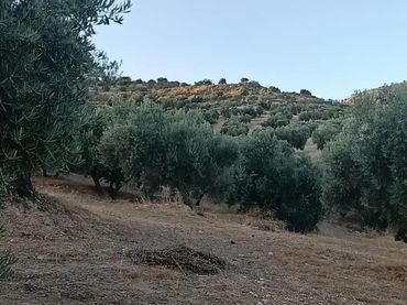 Terreno rustico in vendita a Alfacar