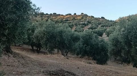Terreno rustico secano
