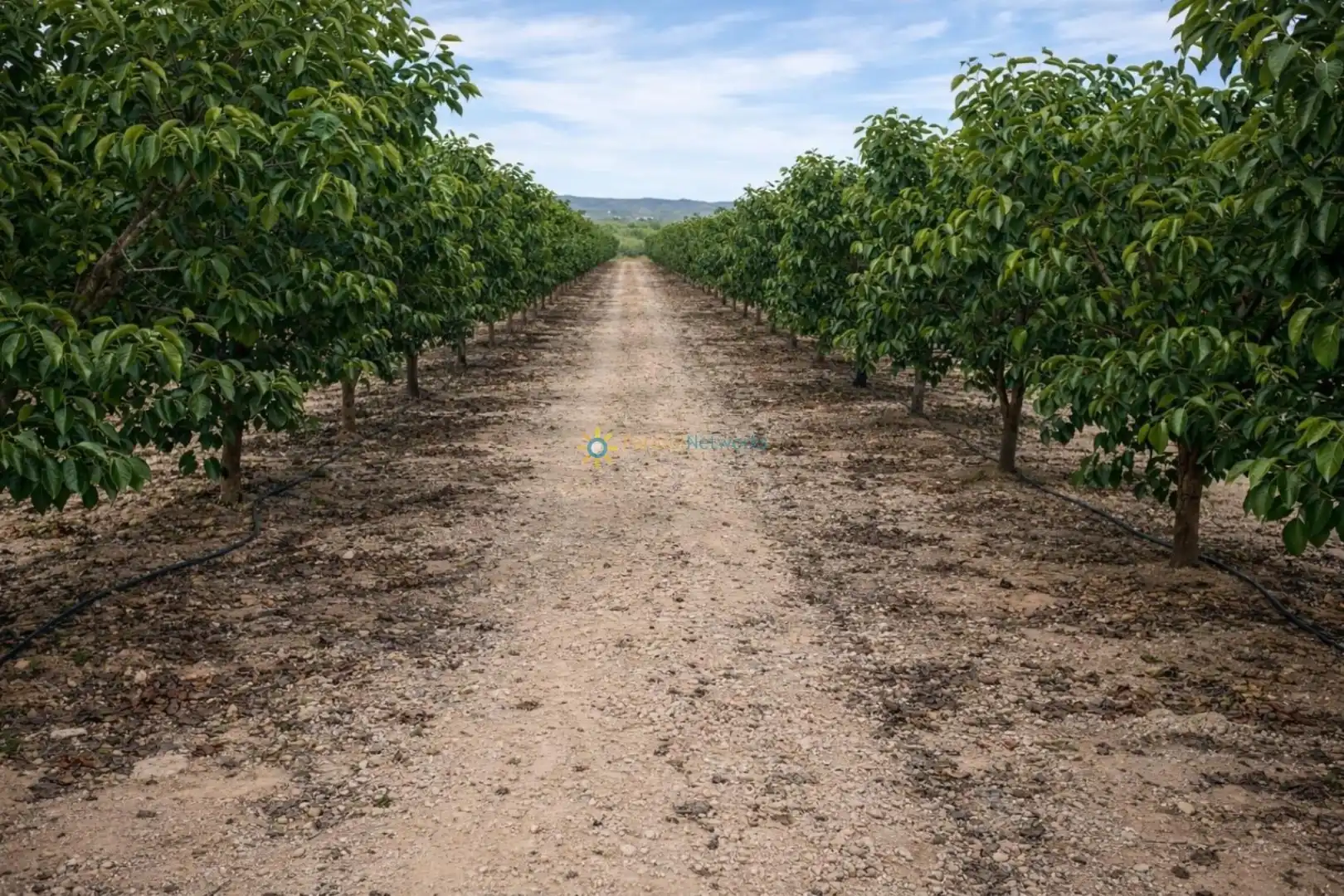 Finca rústica en venda en Benigànim amb Traster