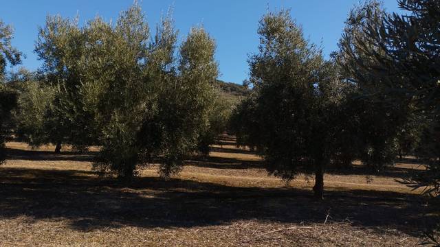 Terreno en Venta en Avenida Fuente de las Piedras en Cabra