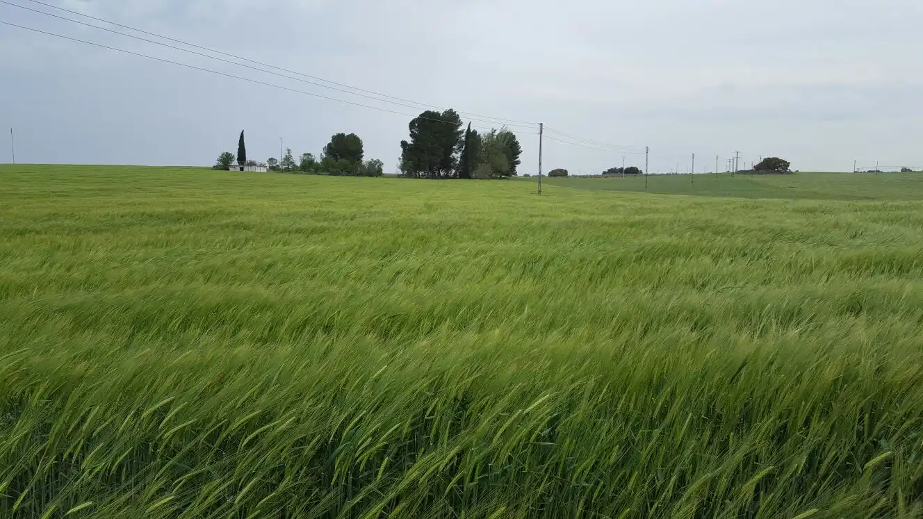 Terreno rústico en venta en Daimiel, imagen 2