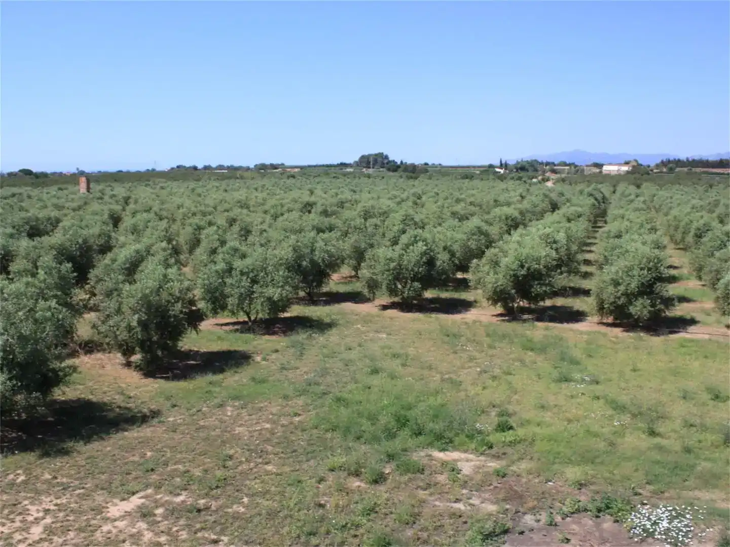 Finca rústica en venda en Riudoms