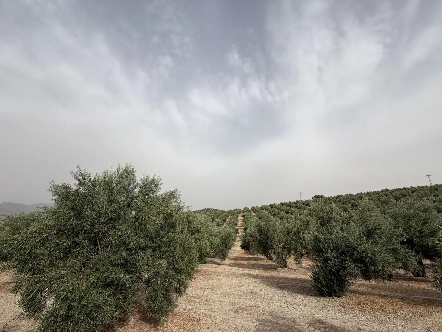 Rural land for sale in Iznalloz, imagen 13
