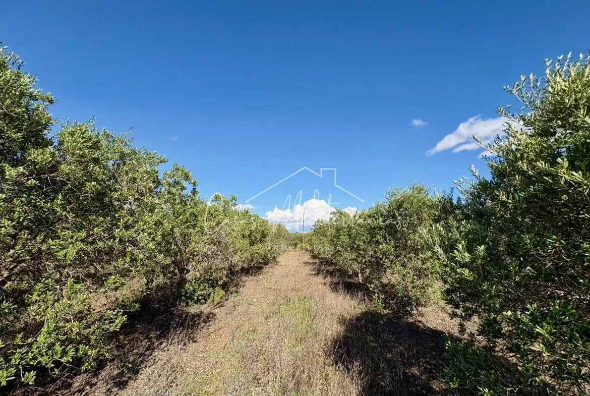 Terreny rústic en venda a Camí Vell de Cambrils, imagen 6