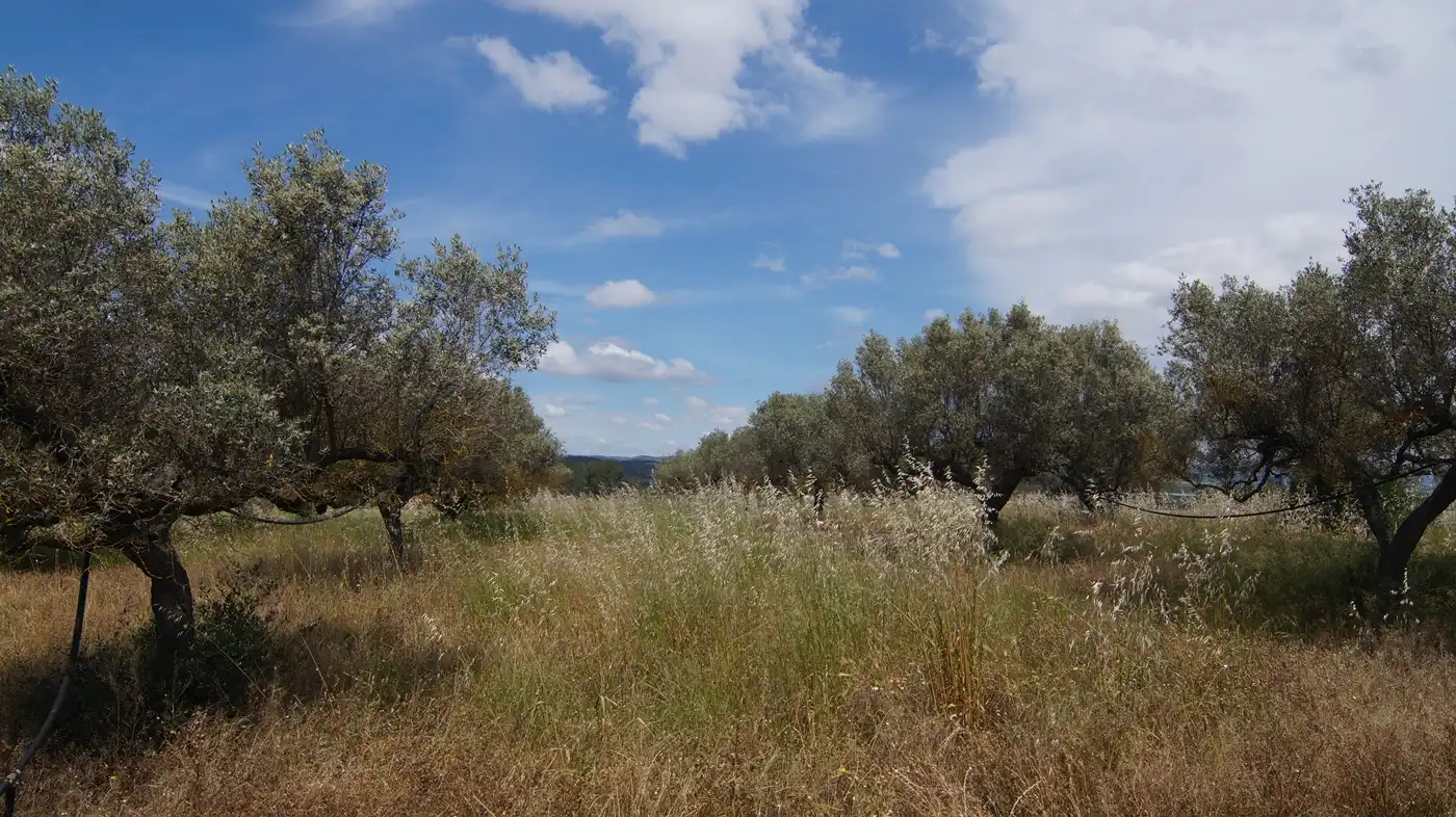 Terreno en venta en Ginestar