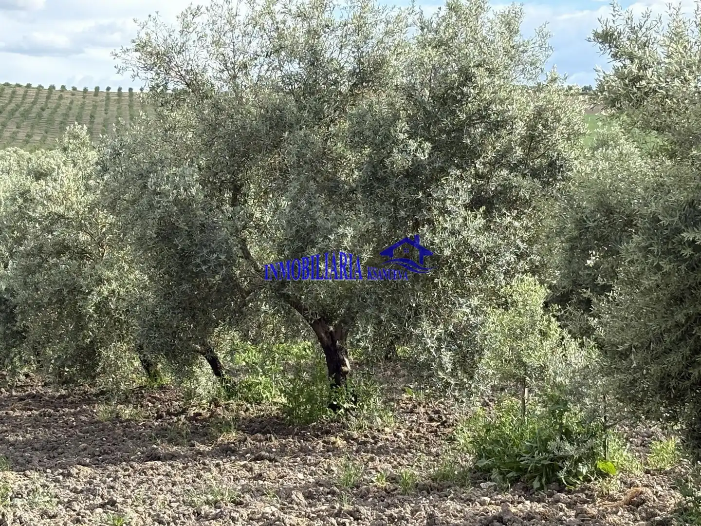 Finca rústica en venda en El Carpio