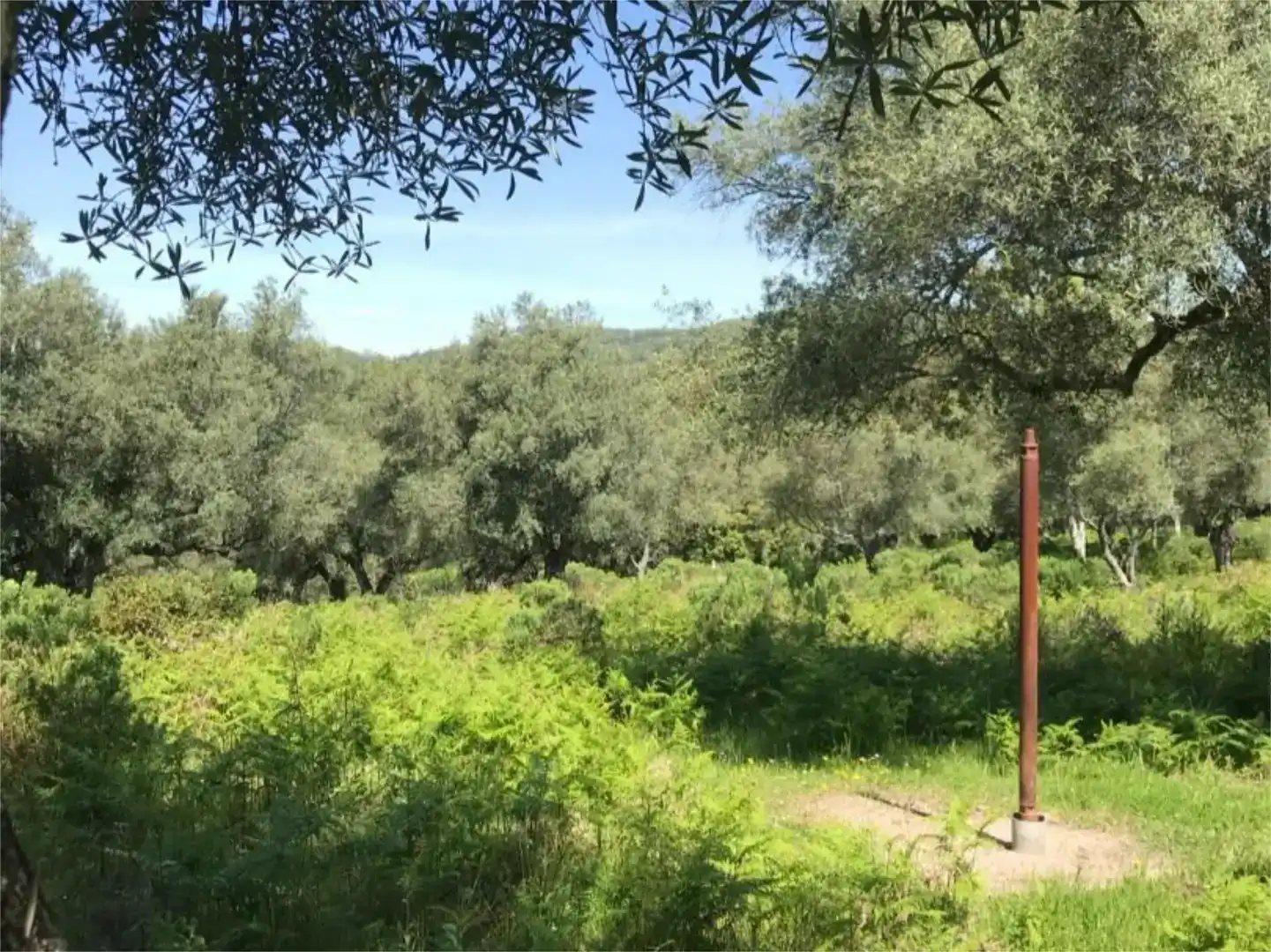 Terreno en venta en Calera de León