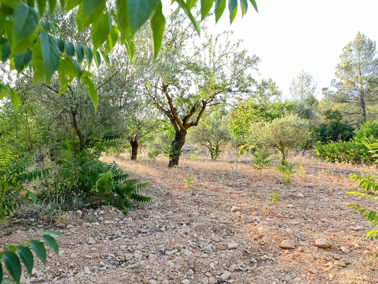 Casa rustica in vendita a Ibi, imagen 15