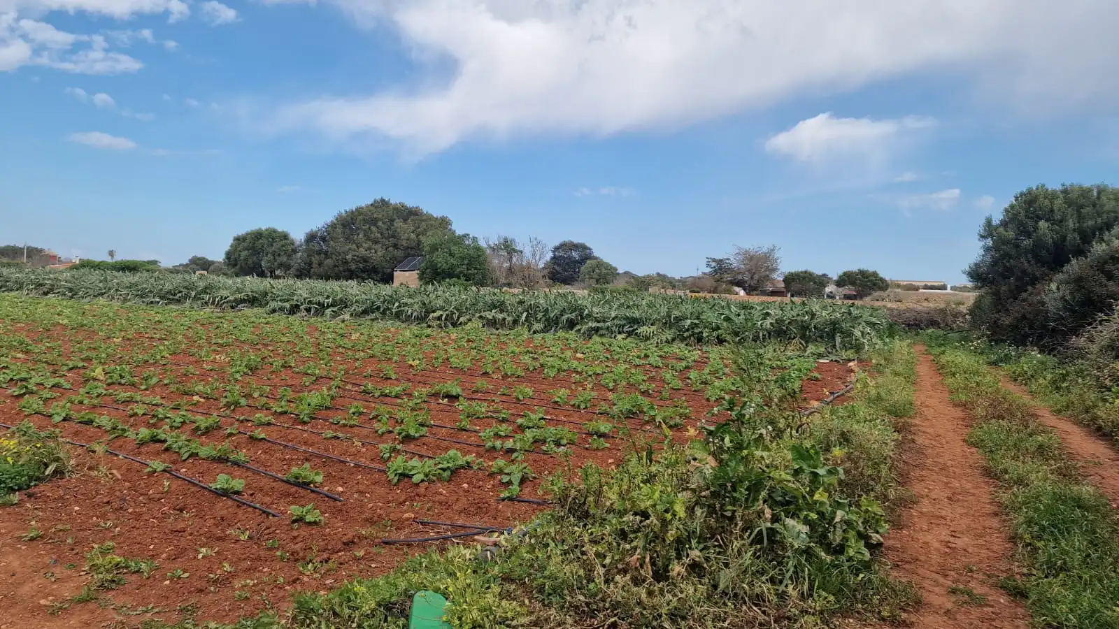 Rural land for sale in Ciutadella, imagen 9