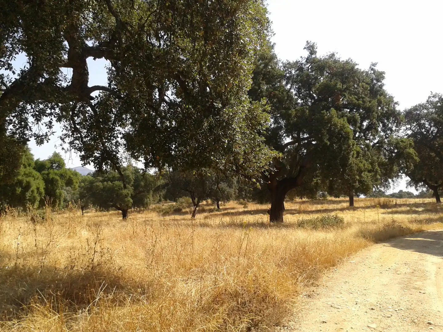 Terreno en venta en Sevilla