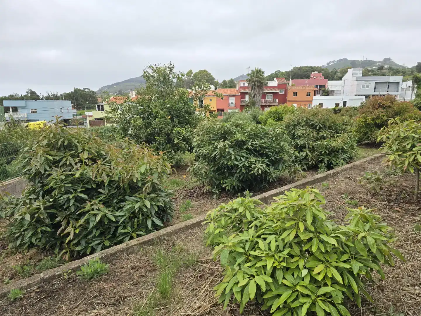 Casa o xalet en venda en Tacoronte amb Balcó
